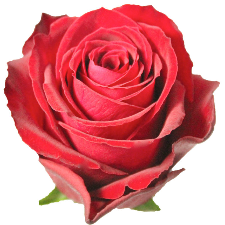 Madam Red on Valentine