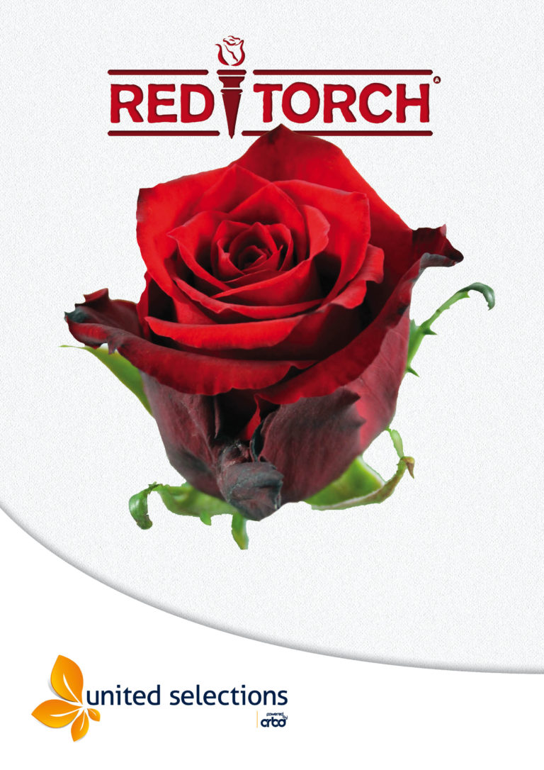 Red Torch United Selections