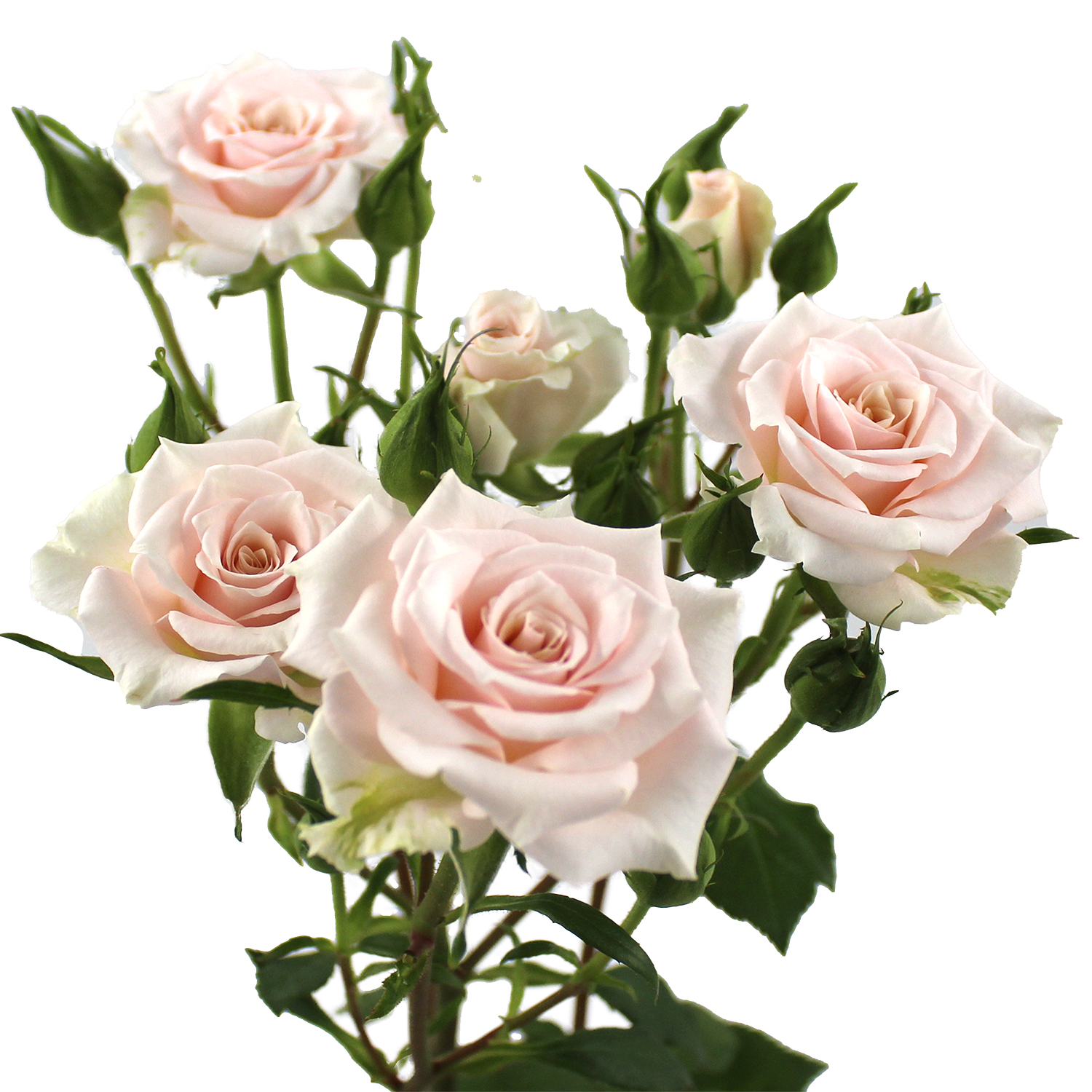 Blossom Pink Kiss of Romance