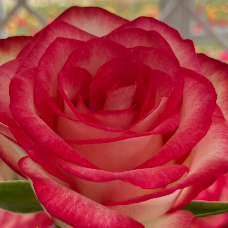 Fiore