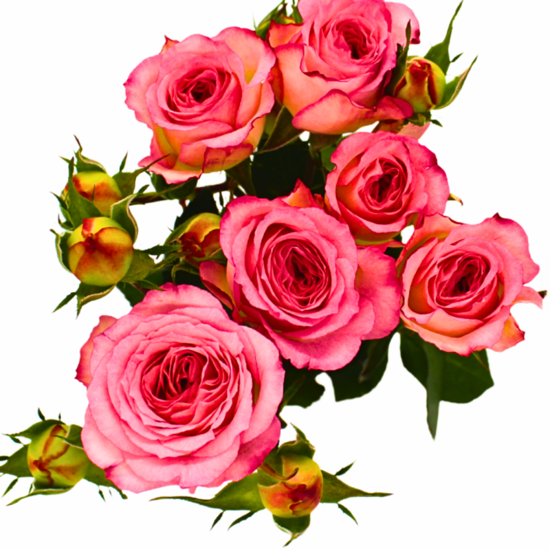 Dolly Blossoms