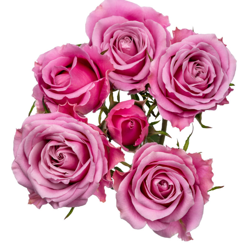 Luxury Blossoms