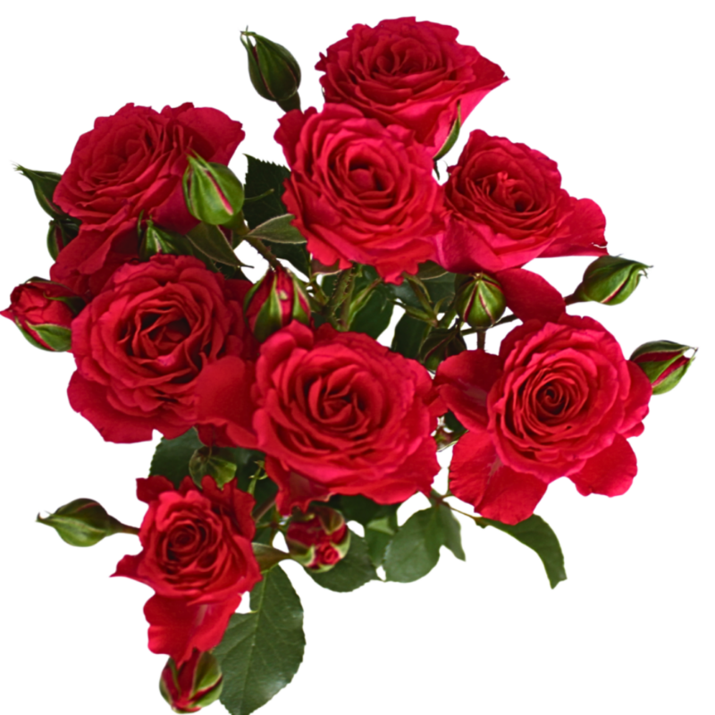 Romea Blossoms