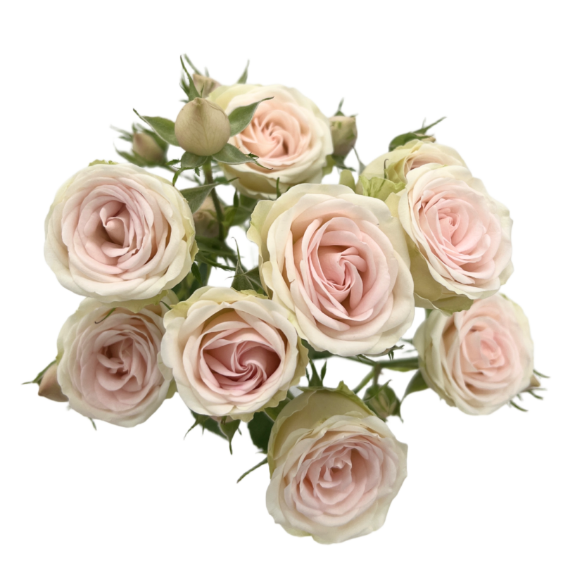 Rossana Blossoms