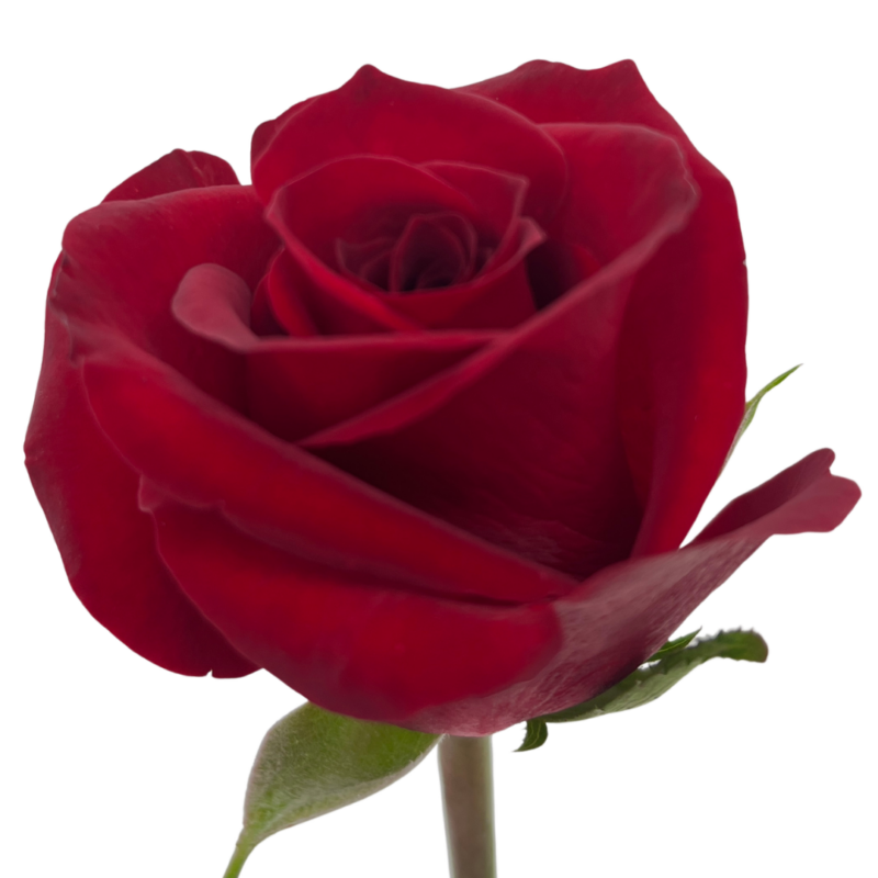 Cerise Promise