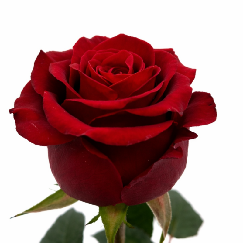 Red Love